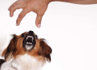 What To Do If Your Dog Is Resource Guarding