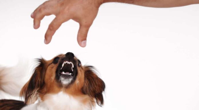 What To Do If Your Dog Is Resource Guarding