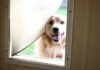How To Train Your Dog To Walk Through The Dog Door