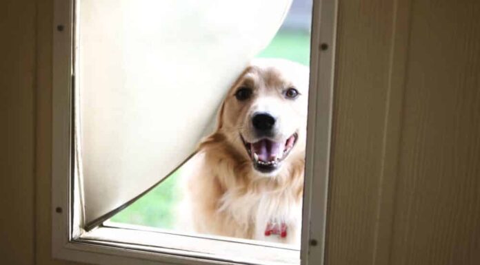 How To Train Your Dog To Walk Through The Dog Door