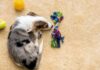 5 Steps To Teach Your Dog To Pick Up Their Toys