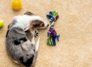 5 Steps To Teach Your Dog To Pick Up Their Toys