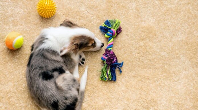 5 Steps To Teach Your Dog To Pick Up Their Toys