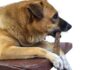 What Dog Chews Are Dangerous For Your Dog?