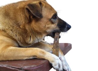 What Dog Chews Are Dangerous For Your Dog?