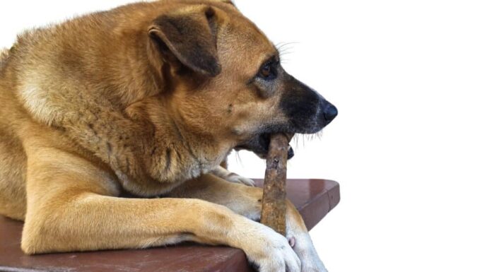 What Dog Chews Are Dangerous For Your Dog?