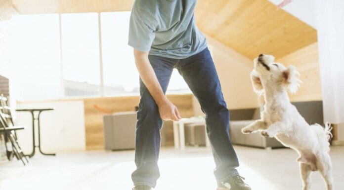 Tips On Teaching Your Dog To Stop Jumping Up