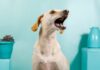 Why Do Dogs Bark?
