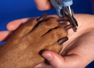 Broken Nails In Dogs: Here’s What You Should Know