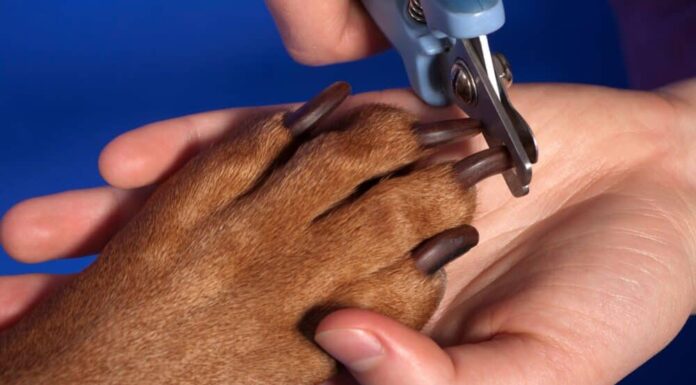 Broken Nails In Dogs: Here’s What You Should Know