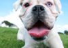 Natural Remedies For Your Dog’s Bad Breath