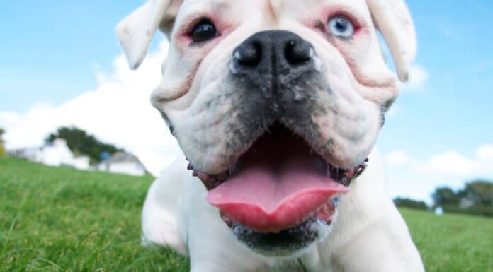 Natural Remedies For Your Dog’s Bad Breath