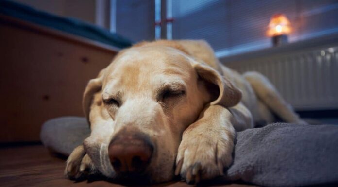 How To Stop Your Dogs From Barking At Night