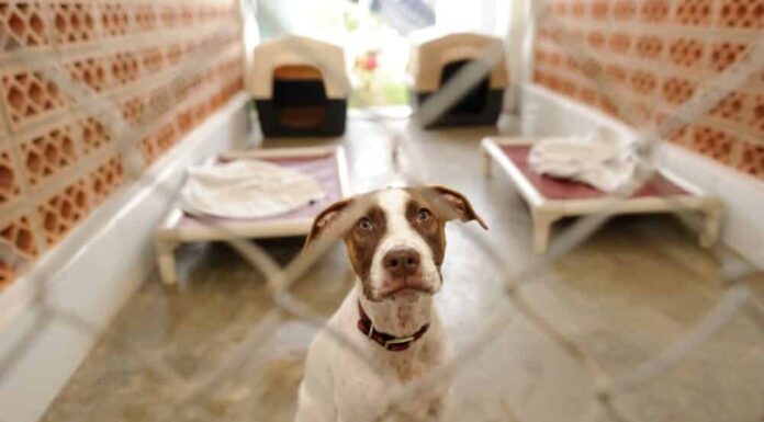 Tips for Training A Rescue Dog