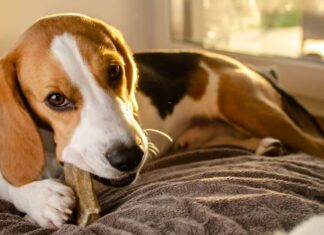 How To Stop Your Dog From Chewing On Wood?