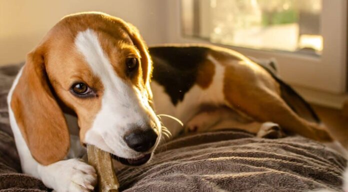 How To Stop Your Dog From Chewing On Wood?