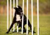 Skills To Teach Your Dog For Agility Sports