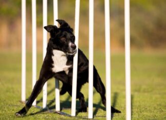 Skills To Teach Your Dog For Agility Sports