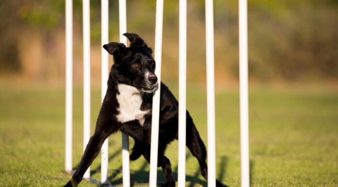 Skills To Teach Your Dog For Agility Sports