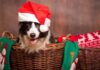 How You Should Prepare Your Dog For The Holiday Season