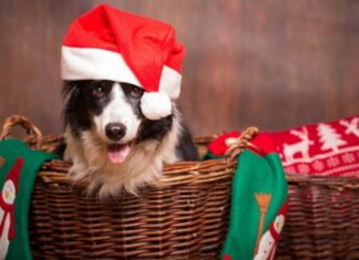 How You Should Prepare Your Dog For The Holiday Season