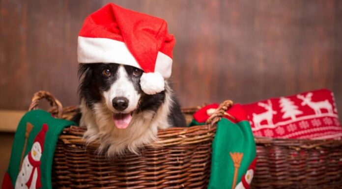 How You Should Prepare Your Dog For The Holiday Season