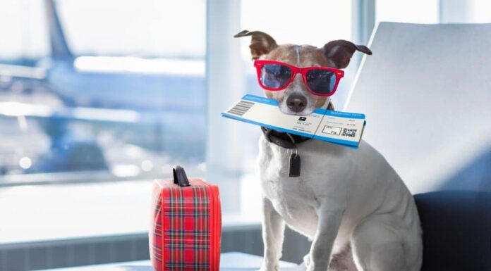 What Are The Easiest Dogs To Travel With?