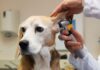 What Is Beagle Pain Syndrome?