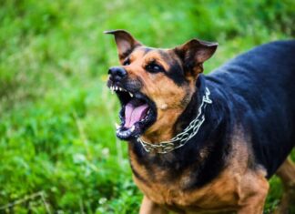 A Guide On Calming Down Your Reactive Dog