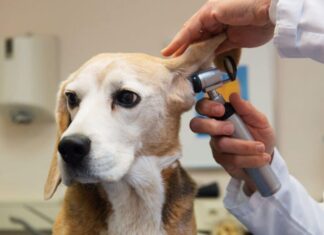 What Is Beagle Pain Syndrome?
