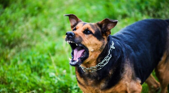 A Guide On Calming Down Your Reactive Dog