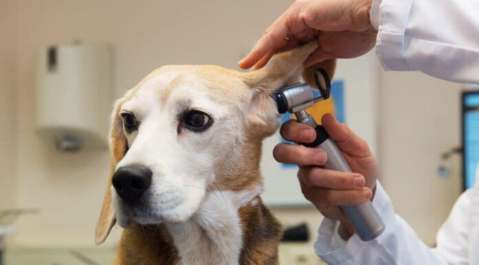 What Is Beagle Pain Syndrome?