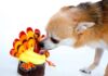 Thanksgiving Food: What Can You Feed To Your Dog?