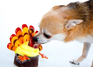 Thanksgiving Food: What Can You Feed To Your Dog?