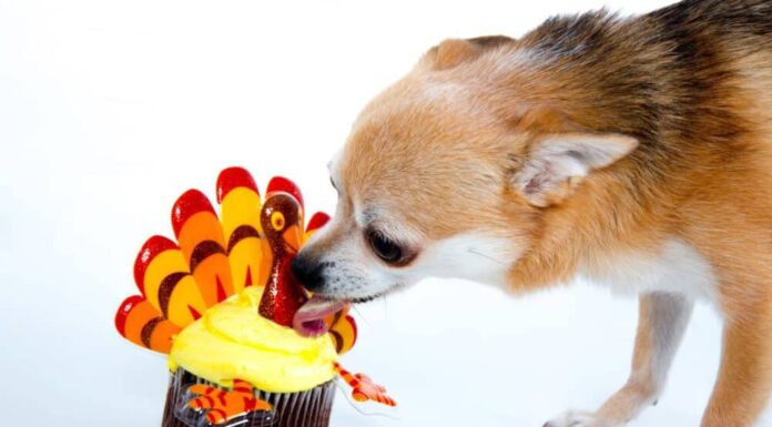 Thanksgiving Food: What Can You Feed To Your Dog?