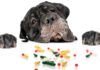 Pill Problems? Here’s How To Get Your Dog To Take Their Medicine