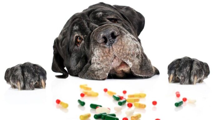 Pill Problems? Here’s How To Get Your Dog To Take Their Medicine