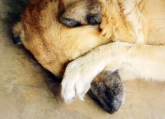 Tips On How Your Shy Or Fearful Dog Can Interact With People And Other Dogs