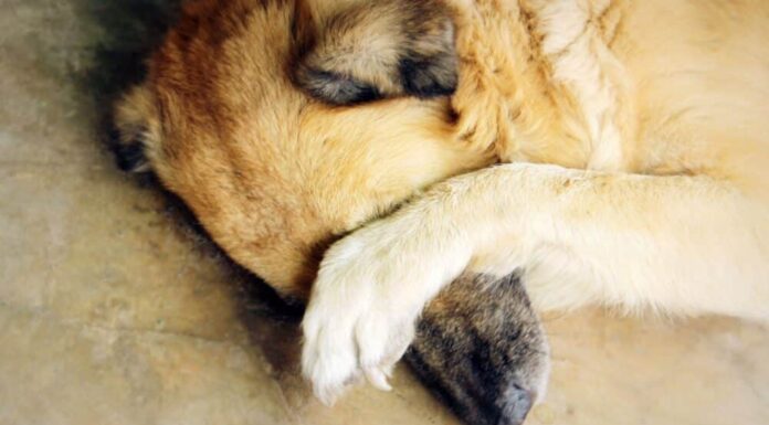 Tips On How Your Shy Or Fearful Dog Can Interact With People And Other Dogs