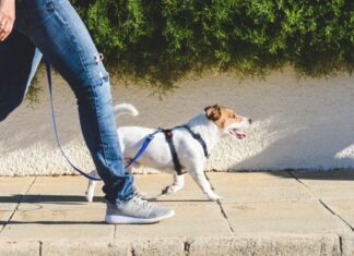 Tips To Help Your Dog Enjoy Walks