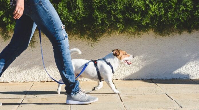 Tips To Help Your Dog Enjoy Walks