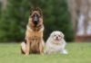 Tips On Introducing Your New Dog To Your Older Dog