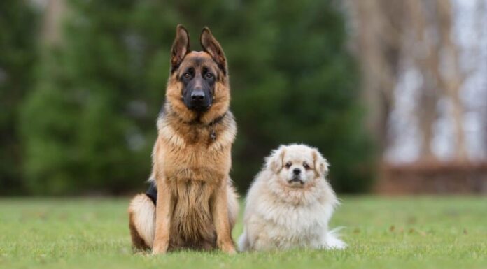 Tips On Introducing Your New Dog To Your Older Dog