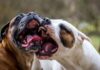 6 Tips On Preventing and Stopping Household Dog Fights