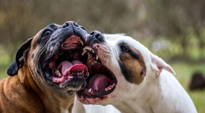 6 Tips On Preventing and Stopping Household Dog Fights