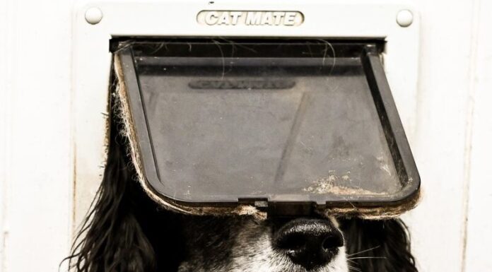 Adorable Dog Stuck In A Cat Door Wins The 2024 Comedy Pet Photo Awards