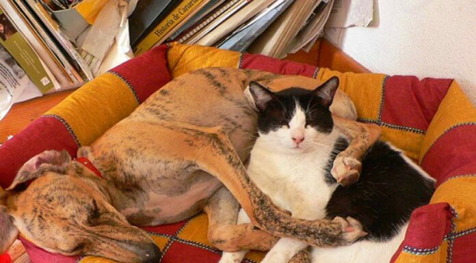 Understanding Cats: Unique Nutritional Needs Compared to Dogs