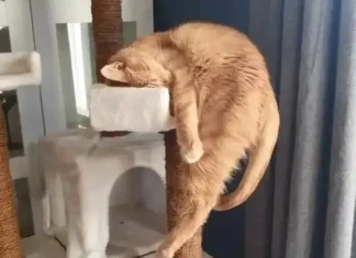 Funny Moments of Cats Malfunctioning: Must-See Clips for Owners