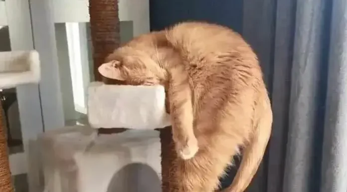 Funny Moments of Cats Malfunctioning: Must-See Clips for Owners