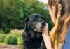 Dog Dementia 101: How To Spot Early Signs And Help Your Dog